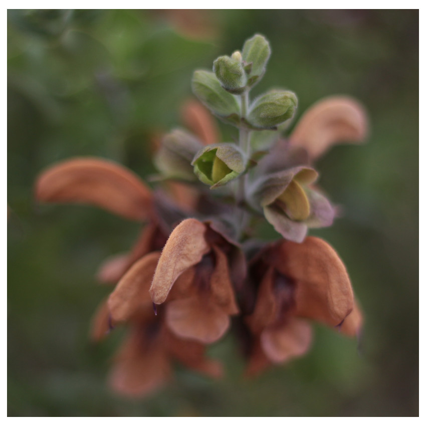 Wayne Vivier - Cape flower
